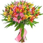 Alstroemeria