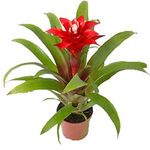 Купить комнатные цветы в Харькове