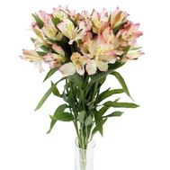 7 альстромерий в букете