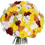Большой букет из 101 хризантемы