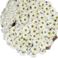 Большой букет ромашковых хризантем