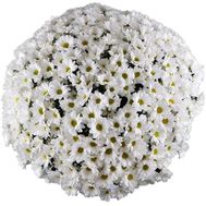 Bouquet of 51 chamomile chrysanthemums