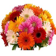 Wonderful bouquet of gerberas