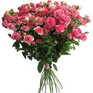 Lovely rose bush roses