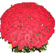 501 красная роза