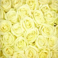 Белые розы поштучно