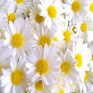 Букет цветов из ромашек