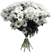 Bouquet of chamomiles