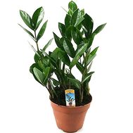 Доларове дерево