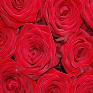 Красные розы поштучно