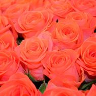 Оранжевые розы поштучно