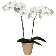 Орхидея Фаленопсис белая