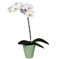Орхидея Фаленопсис белая
