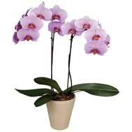 Орхидея Фаленопсис