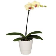 Орхидея Фаленопсис желтая