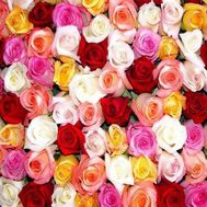 Разноцветные розы поштучно