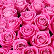 Розовые розы поштучно