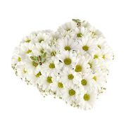 Heart of Chrysanthemums