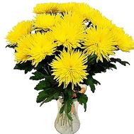 15 желтых одноголовых хризантем