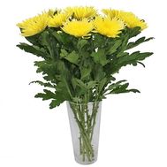 Bouquet of yellow single-headed chrysanthemums
