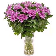 25 розовых одноголовых хризантем