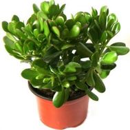 Грошове дерево