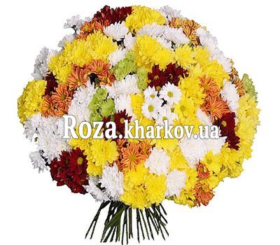 Большой букет из 101 хризантемы