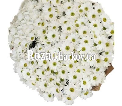 Large bouquet of chamomile chrysanthemums Large bouquet of chamomile chrysanthemums