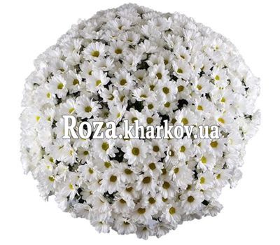 Букет из 51 ромашковой хризантемы