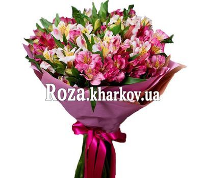 Buy Alstroemeria Kharkov Buy Alstroemeria Kharkov