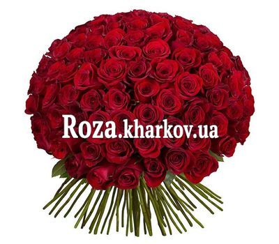 101 imported rose 101 imported rose