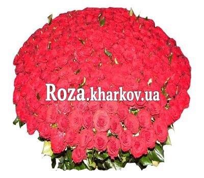 501 красная роза