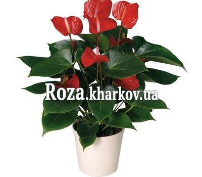 Anthurium