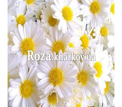 Букет цветов из ромашек