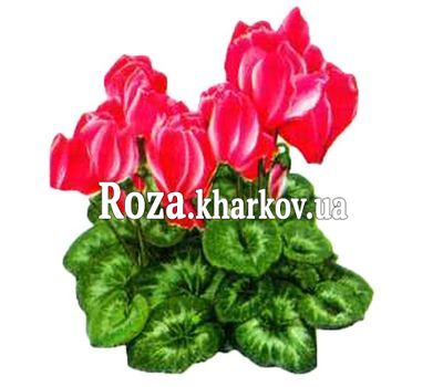 Cyclamen Cyclamen