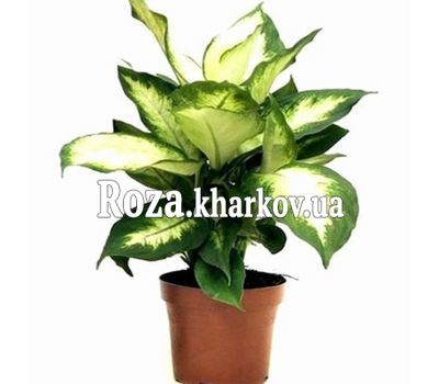 Dieffenbachia