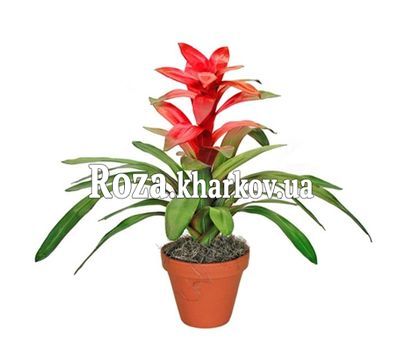 Guzmania
