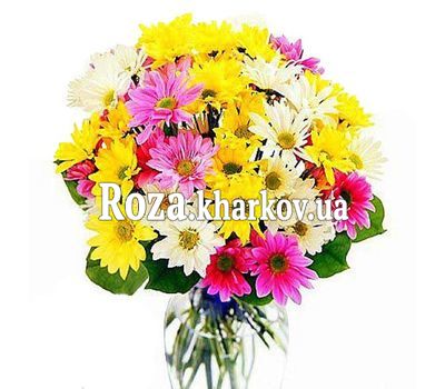 Купить хризантемы