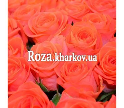 Orange roses by the piece Orange roses by the piece
