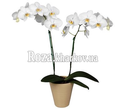 Орхидея Фаленопсис белая
