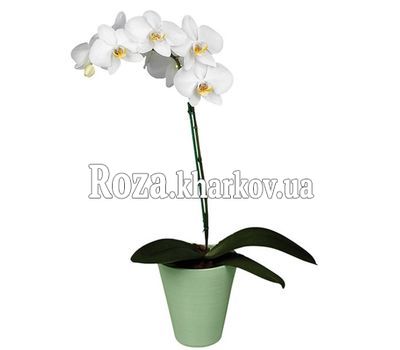Орхидея Фаленопсис белая