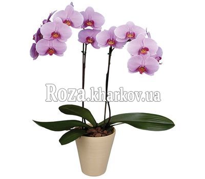 Орхидея Фаленопсис