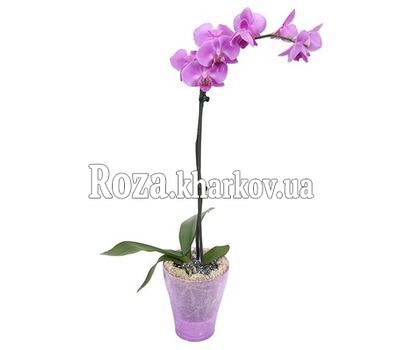 Phalaenopsis pink orchid Phalaenopsis pink orchid