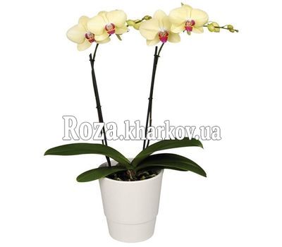 Phalaenopsis Yellow Orchid