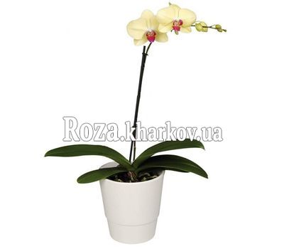 Орхидея Фаленопсис желтая