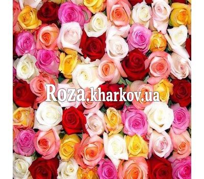 Разноцветные розы поштучно