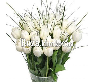Tulips Tulips