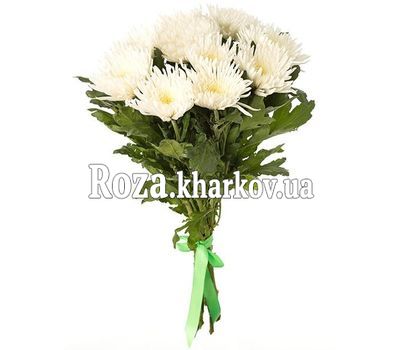 11 белых хризантем Анастасия
