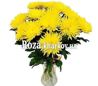 15 желтых одноголовых хризантем